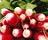Radish
